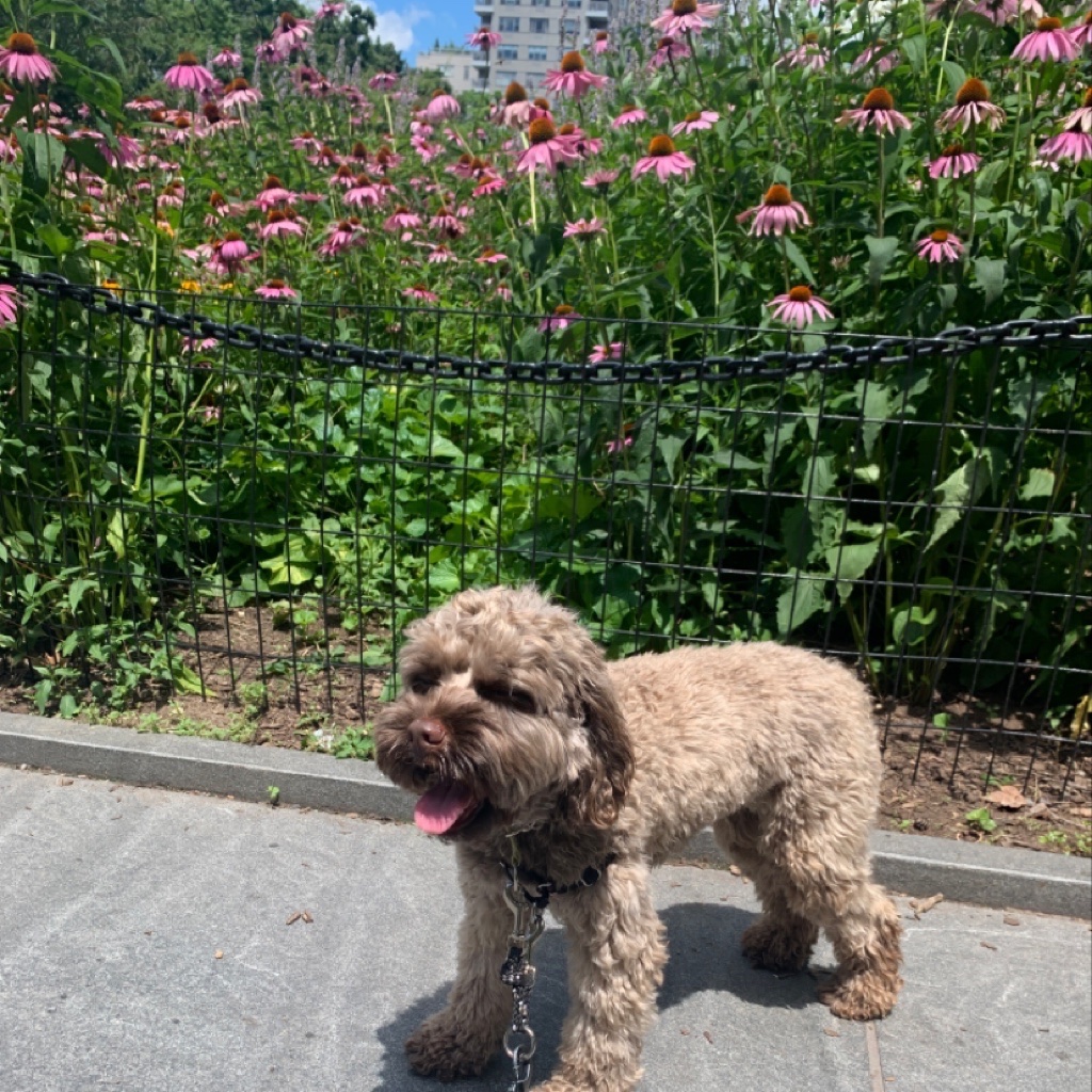 metropetsnyc's tweet photo. Great seeing our girl Penny yesterday 🐶 Metro Pets has been caring for Penny for 2 years ❤️ #doglife #dogdays #doggie #doggo #cockapoo #friday #stayhealthy #nycdogs #bestdogwalkers #dogwalkingnyc #nycdogwalkers #dogtrainingnyc https://t.co/KUrBhE3sMr