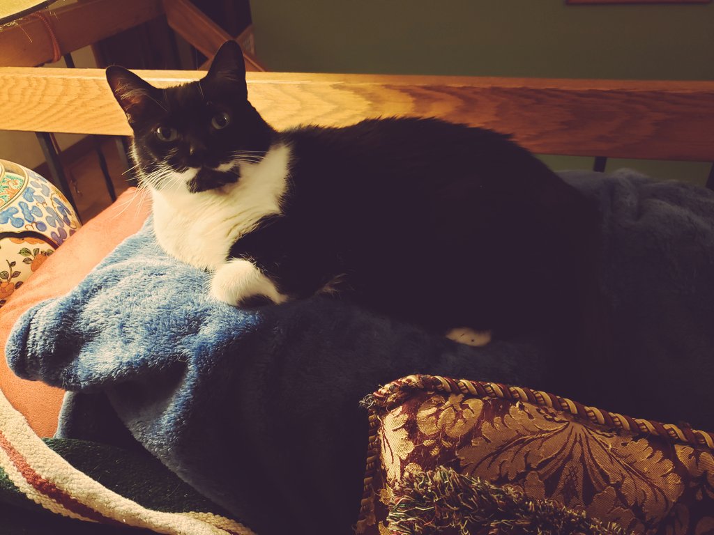 TheDianaWilde's tweet photo. @JohnFugelsang OMG, your cat is as handsome and romantic as you are! Domino says hi. 🤩💖 #SexyLiberal #Cats4Biden ✌💙🇺🇸 https://t.co/6lyYtXYwEr