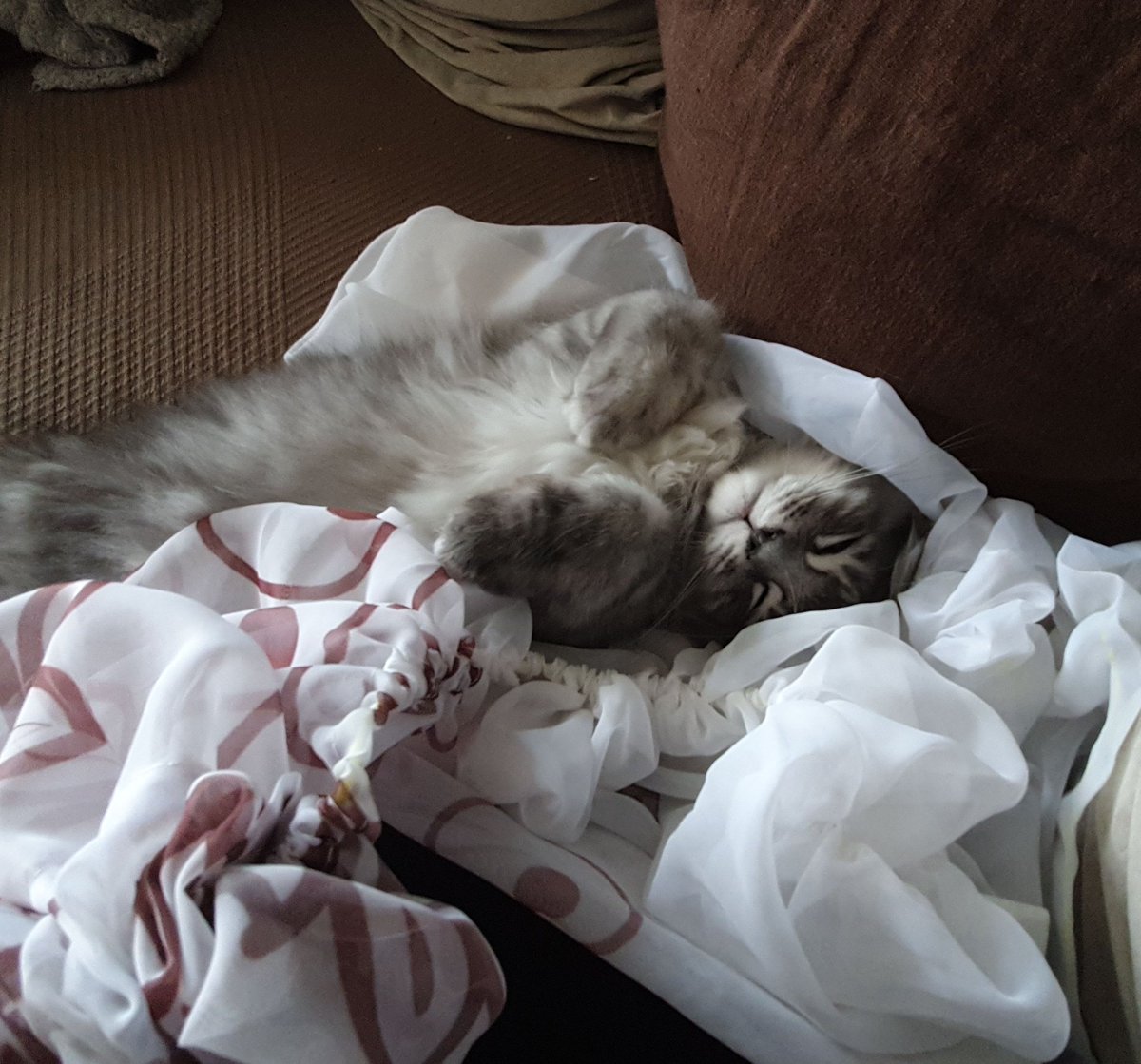 LadyJenchilla's tweet photo. #MainCoon vs #BKH 
Ja er ist schon süß,  aber unschuldig .... Niemals .... #Gardiene von der Wand geholt #Blumvase zerstört #Gelbensack zerrissen und. :D https://t.co/8zZUp0FfpA