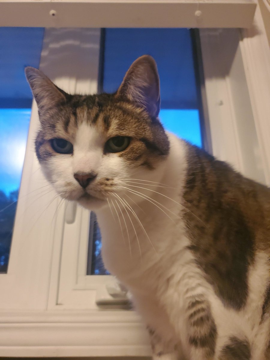 MeowMoeDotCom's tweet photo. #Love my #Grumpy ol'man
#Cats #Cat #Kittens #Kitten #Kitty #Pets #Pet #Meow #Moe #CuteCats #CuteCat #CuteKittens #CuteKitten #MeowMoe #Olman
https://t.co/0EYGqiQ2QS https://t.co/rsZfXPn8xx