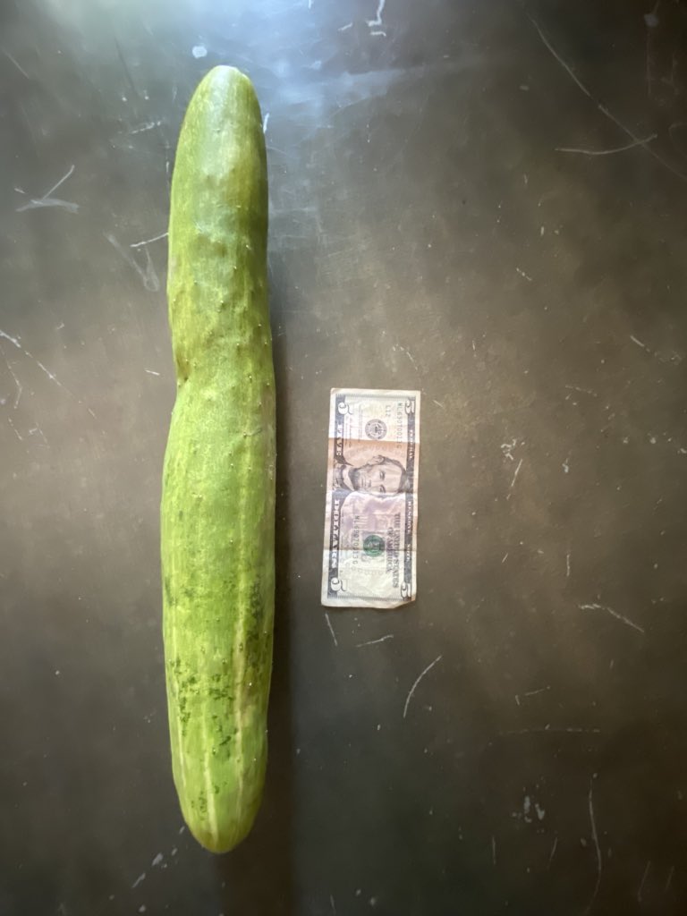 FYI the story was inspired by this cucumber I picked out of the garden.