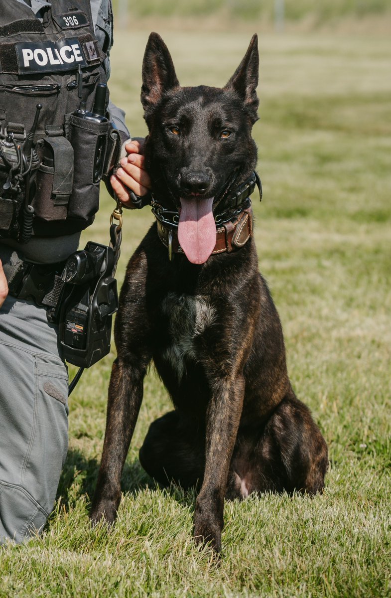 PeelPolice's tweet photo. Happy birthday to PSD Ezekiel! Ezekiel has been proudly serving with #PRP for one and a half years! We hope you have a pawsitively happy birthday! 
#K9 https://t.co/7j8P0I3sY7