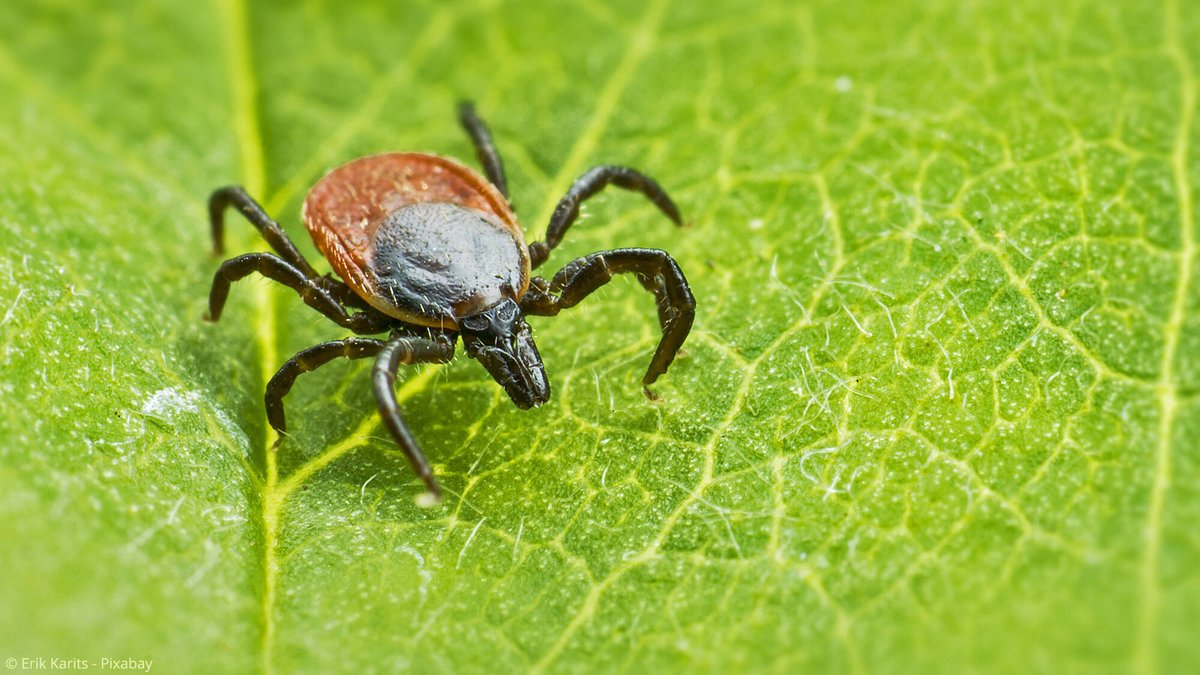 Milben Im Garten Gartengestaltung Idee