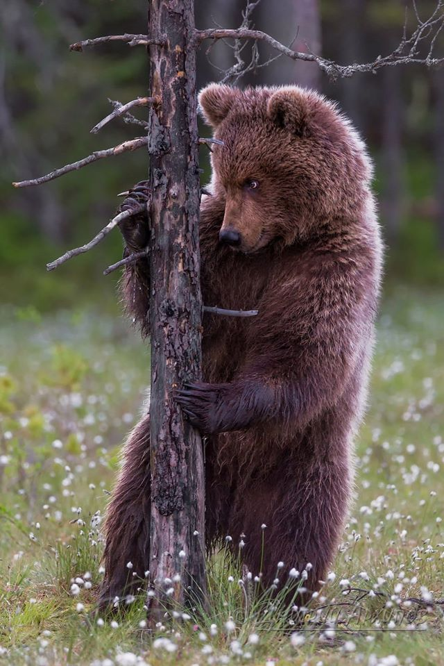 preminportal's tweet photo. Чудесна скромност!:)) https://t.co/xy2mV5bPYs