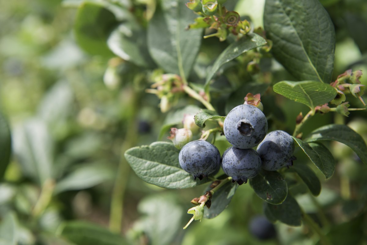 FlaFruitandVeg's tweet photo. It's national blueberry month! Blueberries are a super food, which means they're SUPER good for you! Blueberries are mostly picked by hand, but some are gathered with large harvesting machines that gently shake each one to catch the ripe berries. #whereyourfoodcomesfrom https://t.co/4T9UVDAT0w