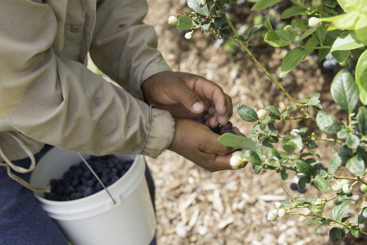 FlaFruitandVeg's tweet photo. It's national blueberry month! Blueberries are a super food, which means they're SUPER good for you! Blueberries are mostly picked by hand, but some are gathered with large harvesting machines that gently shake each one to catch the ripe berries. #whereyourfoodcomesfrom https://t.co/4T9UVDAT0w