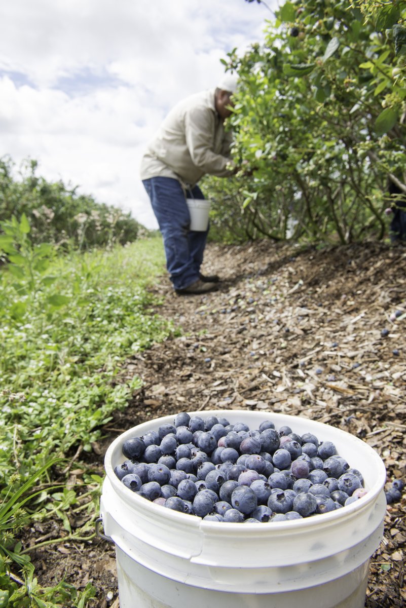 FlaFruitandVeg's tweet photo. It's national blueberry month! Blueberries are a super food, which means they're SUPER good for you! Blueberries are mostly picked by hand, but some are gathered with large harvesting machines that gently shake each one to catch the ripe berries. #whereyourfoodcomesfrom https://t.co/4T9UVDAT0w