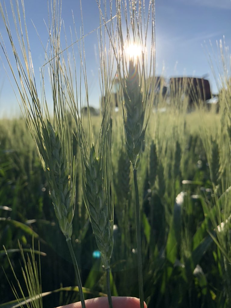 kehlscrone's tweet photo. Doing on farm replicated trials is some work, but the knowledge is always worth it! Plus getting to hang with this guy @VaughnCrone always puts a smile on my face! Very blessed that I get to call you my dad 🌾 #onfarmtrials #knowledge #Caramba #MiravisAce #durum #CDCAlloy https://t.co/tfocAaAoYc