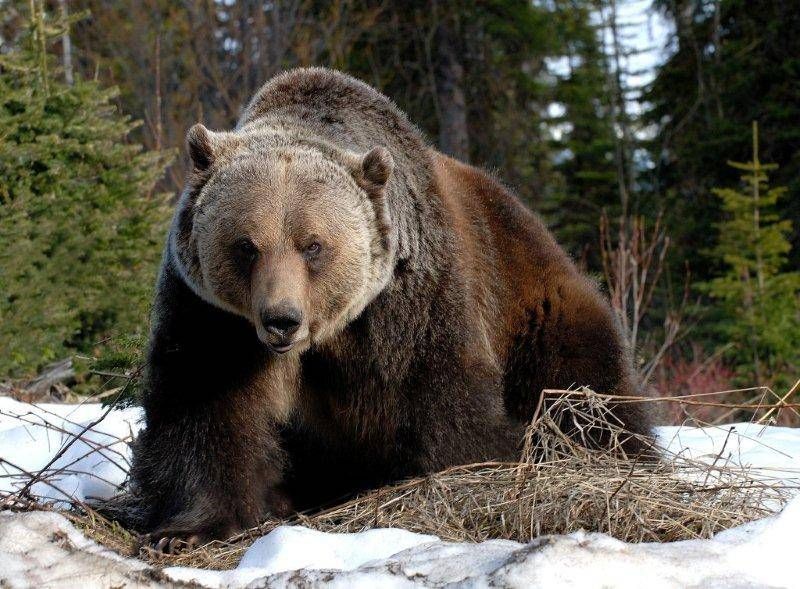 Re_CreationWRLD's tweet photo. The Kicking Horse Grizzly Bear Refuge is one thing that sets Kicking Horse Mountain Resort apart from all of the other ski resorts. Due to COVID-19 space is limited on the tour and you must reserve before visiting. #visitcanada #responsibletourism https://t.co/PtxavOWQ32 https://t.co/6owIj9VEdg