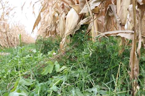 August 21 second annual field day at the farm. Cover crop basics, cattle and covers, pasture management, farm stress and cash flow talks.