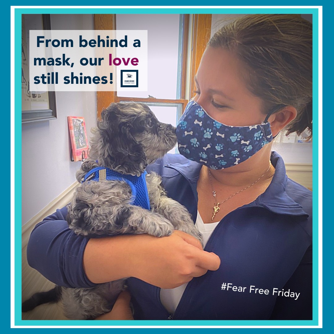 grandavevet's tweet photo. #FearFreeFriday
Dr. Solie enjoys some puppy love, and reinforces our @fearfreepets training, by ensuring that Bogart is calm and happy at his recent visit! π₯°
Schedule your own pet's Fear Free visit at 651-224-3038 today
#grandavevet #fearfreeforlife #fearfreepets #puppylove https://t.co/OH8NiEvPTX
