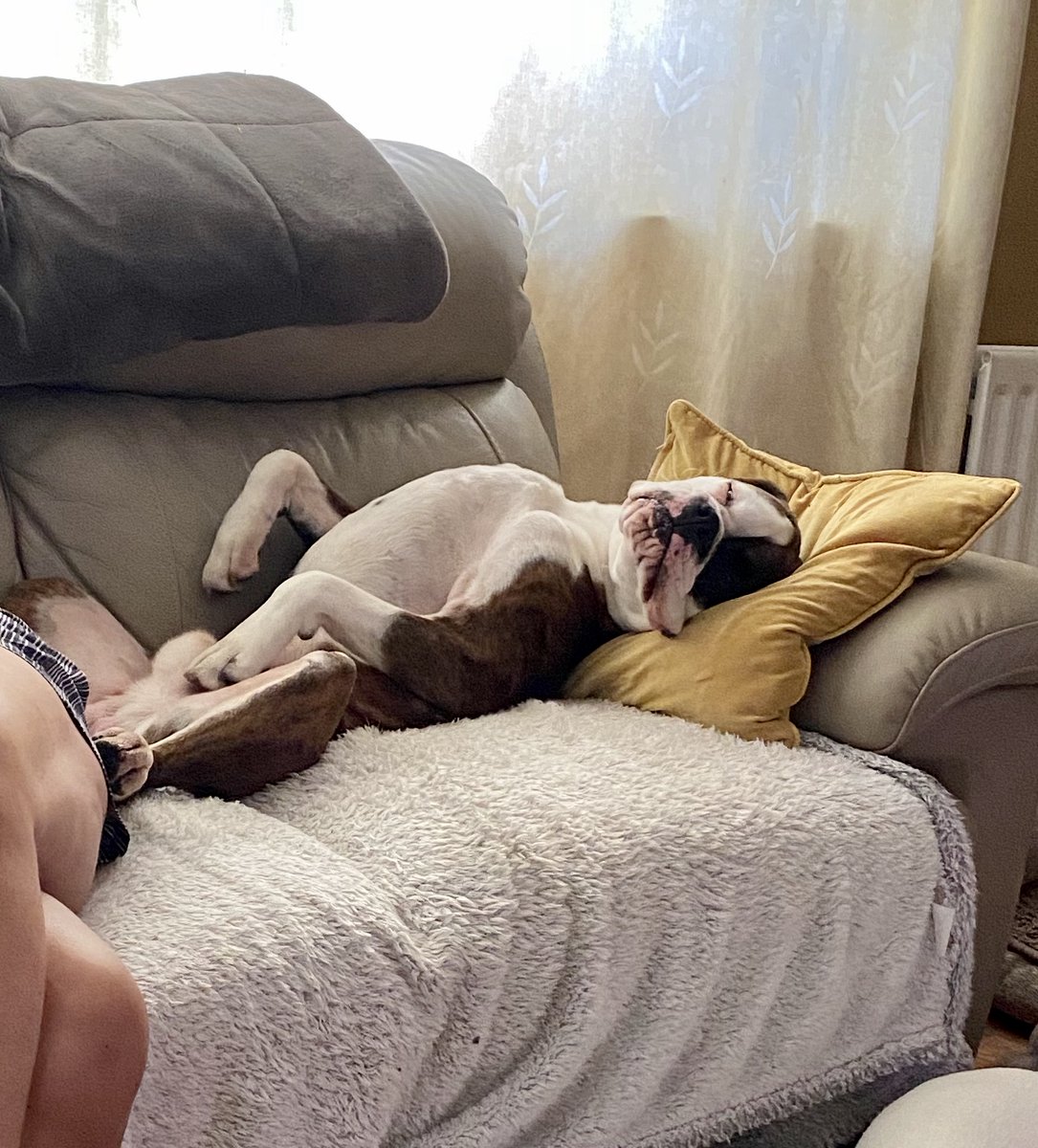 dtcb67's tweet photo. Nothing at all to see here ๐ถ๐ค๐คฃ๐คฃ #boxer #boxerworld #boxerboys #boxerbrothers #boxerdogs #boxercooper #boxerlife #boxerfam #boxerfeatures #boxerdoglife #boxerfrank #boxerlovers #boxeraddict #boxers #boxersoftwitter #boxerdog #boxerlover #boxergram #boxerfun #boxerarchie https://t.co/tLjVimQMzi