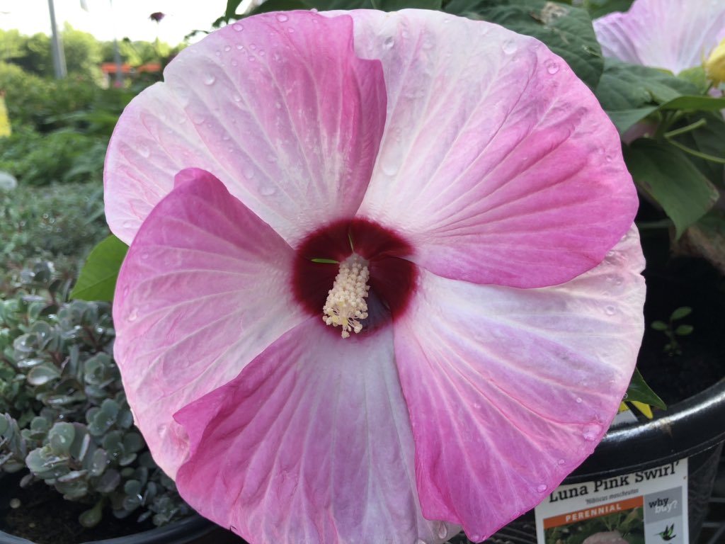 PPSLinda's tweet photo. HD3625 Asheville #colorific @Stephen_E_Camp @DyerEric18 @PPSinHD @spoonholtz @BobbyBoaenTHD @CHilliardTHD https://t.co/e5CzfB589n
