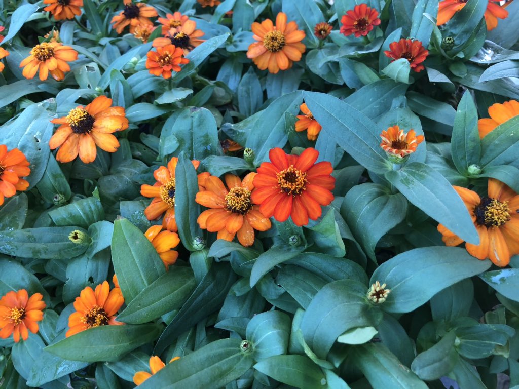 PPSLinda's tweet photo. HD3625 Asheville #colorific @Stephen_E_Camp @DyerEric18 @PPSinHD @spoonholtz @BobbyBoaenTHD @CHilliardTHD https://t.co/e5CzfB589n