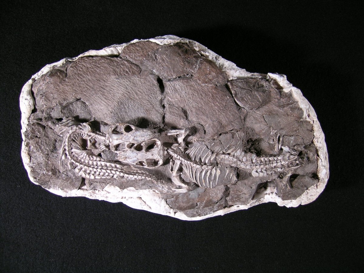 Iziko_Museums tweet media