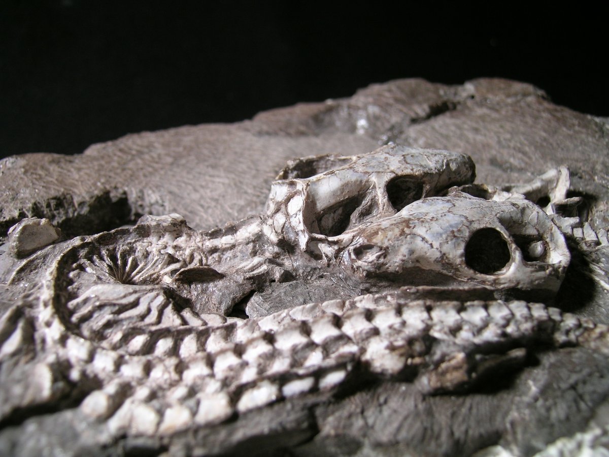 Iziko_Museums tweet media