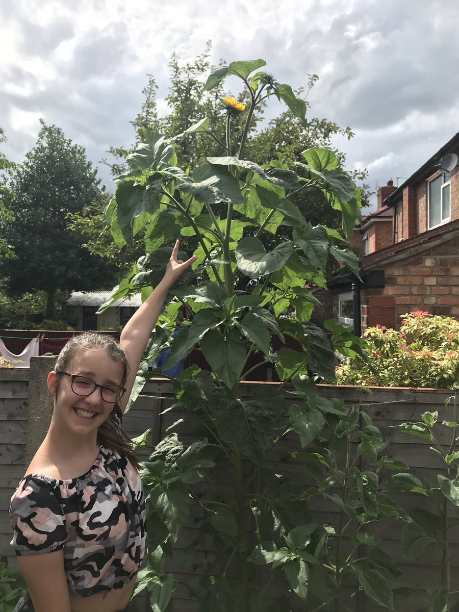 cn77's tweet photo. @TyntesfieldES We finally have an actual sunflower on our crazy tall sunflower plant, not that we can see it all the way up there! I really hope this means it has stopped growing now! 😂 https://t.co/pAOpzLUVh5