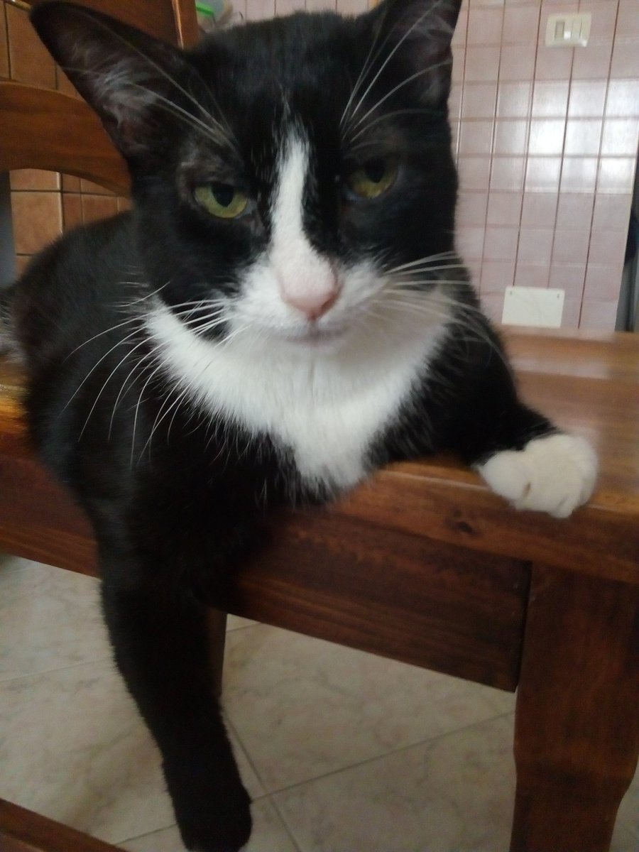 danaluna547's tweet photo. @RobinBoyer17 @catsfootprint @lindahagan46 Grazie Lucy sei bellissima e bravissima, sei sempre nel mio cuore 😻😻🌺❤️🐾🐾🐾 https://t.co/mSSbEXfHQf