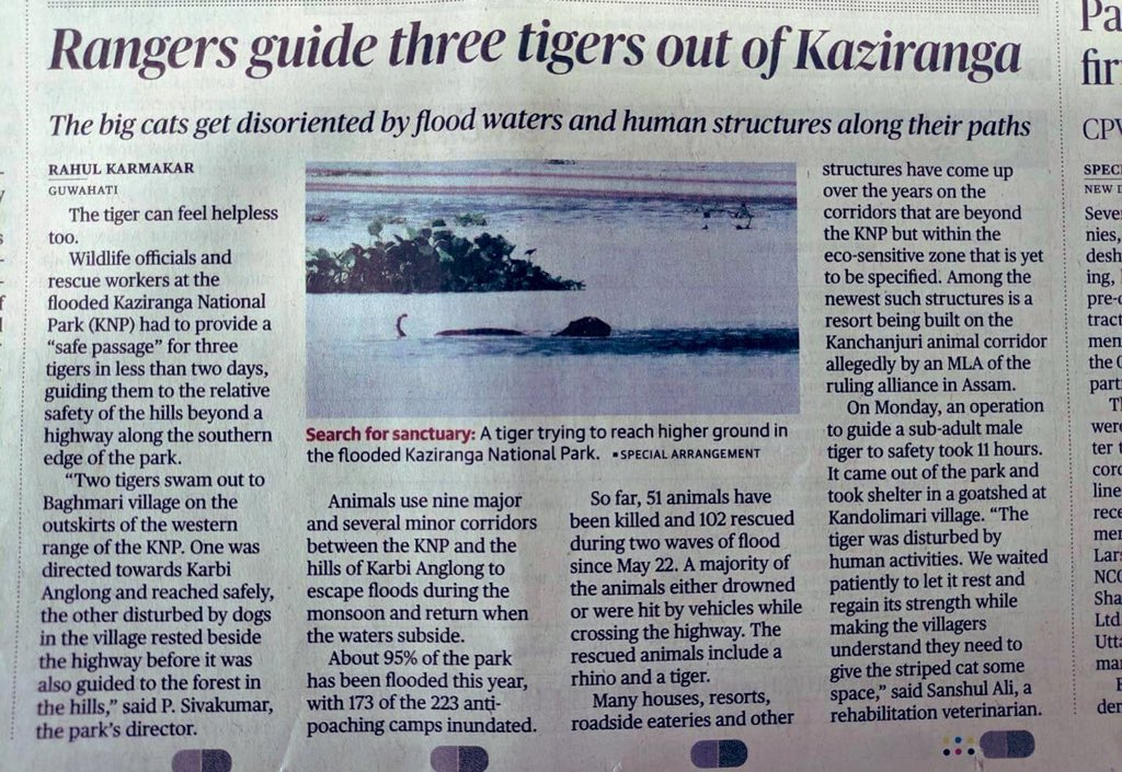 RandeepHooda's tweet photo. 85% of #Kaziranga currently submerged-its a natural phenomenon necessary for its riverine ecosystem but it has become more frequent due to #ClimateChange - the animals there know &amp; seek higher elevations of Karbi Anglong hills. Park Fragmentation, corridor encroachment = Problem https://t.co/pgMlPRGkhx