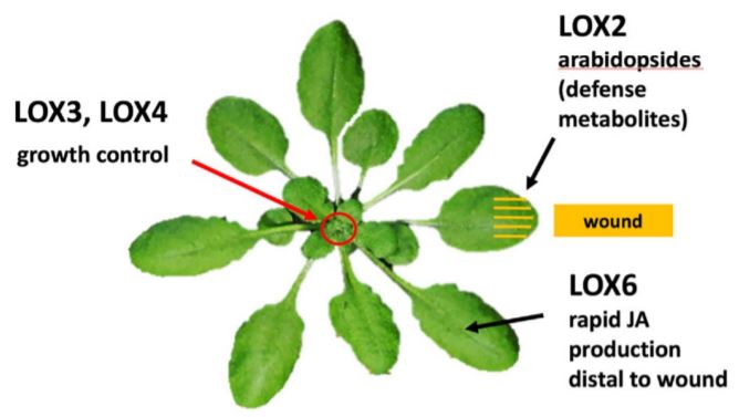 PlantPhys's tweet photo. Jasmonate precursor biosynthetic enzymes LOX3 and LOX4 control wound-response growth restriction #Ethylene #Jasmonates #LeafGrowth #Phloem #PlantBiology #PlantSci https://t.co/DvHP3dq6G2 https://t.co/HRjiTHW4Iz