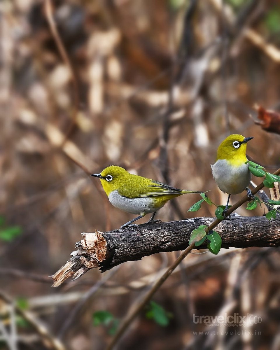TravelClixBlog's tweet photo. #birdphoto #birdphotography #whiteeye #birds #birdsofinstagram #birdsofmaharashtra #birdphotographyworld #flycatcher #sinhgad #pune #birdwatchers #birdingphotography #birding #birdinfluencer #photography #blogger #blog #photographyblog #birdsofparadise #punecapture #punebirds https://t.co/DPf1nZKddW