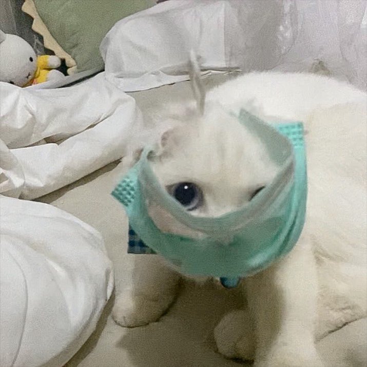 ૮꒰˵• ﻌ •˵꒱ა tweet media