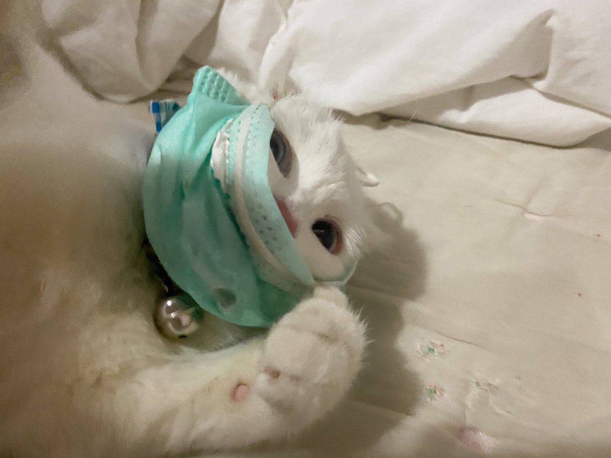 ૮꒰˵• ﻌ •˵꒱ა tweet media
