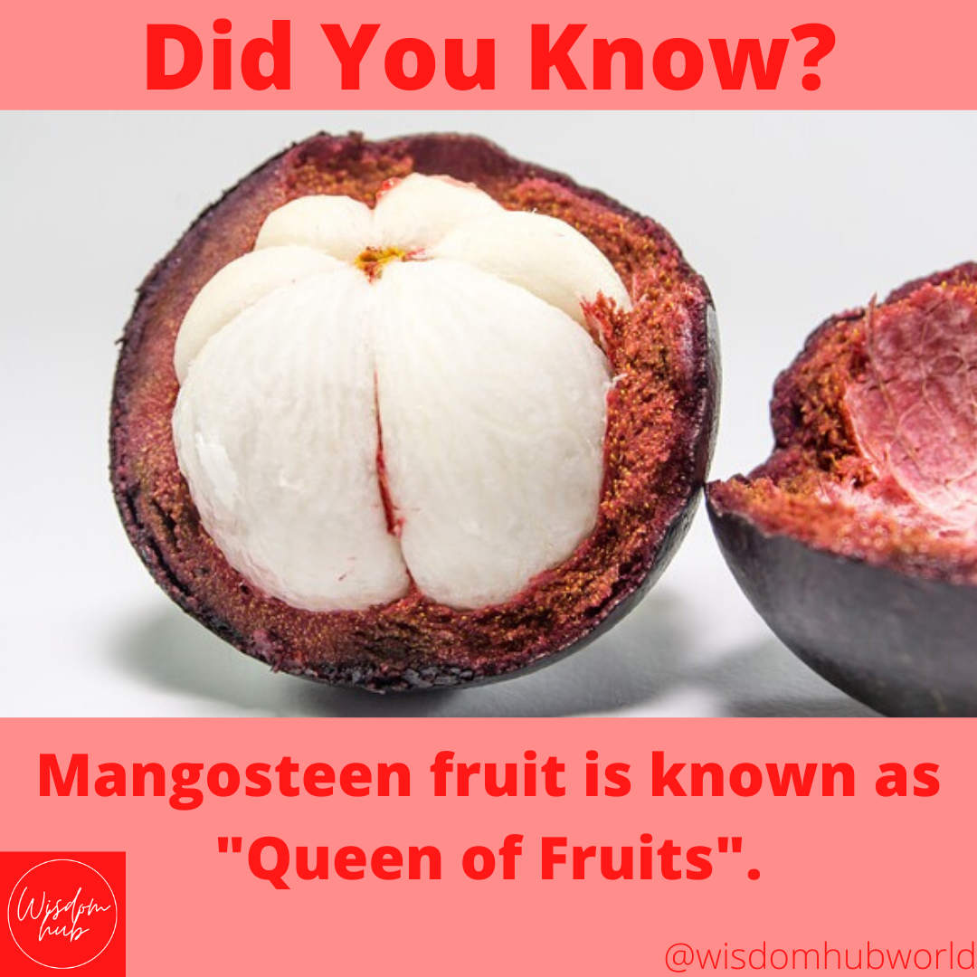 PrithviShirole's tweet photo. There are more interesting #facts about #mangosteen
Visit https://t.co/9m2kSK29eZ
Image Source https://t.co/jN3XGVJ7ab
#didyouknow #mangosteenfacts #mangosteenfruit #fruitfact #fruitblog #generalknowledge #fruit #fact #queenoffruits #fruitlover #hubpages #FactFriday #Wisdom https://t.co/ci8Uen6X9D