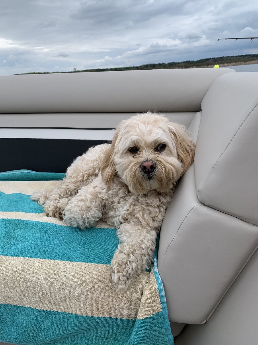 NorberttheDog's tweet photo. How bout this heatwave eh? #Norbertknows https://t.co/mIZVbLgikb