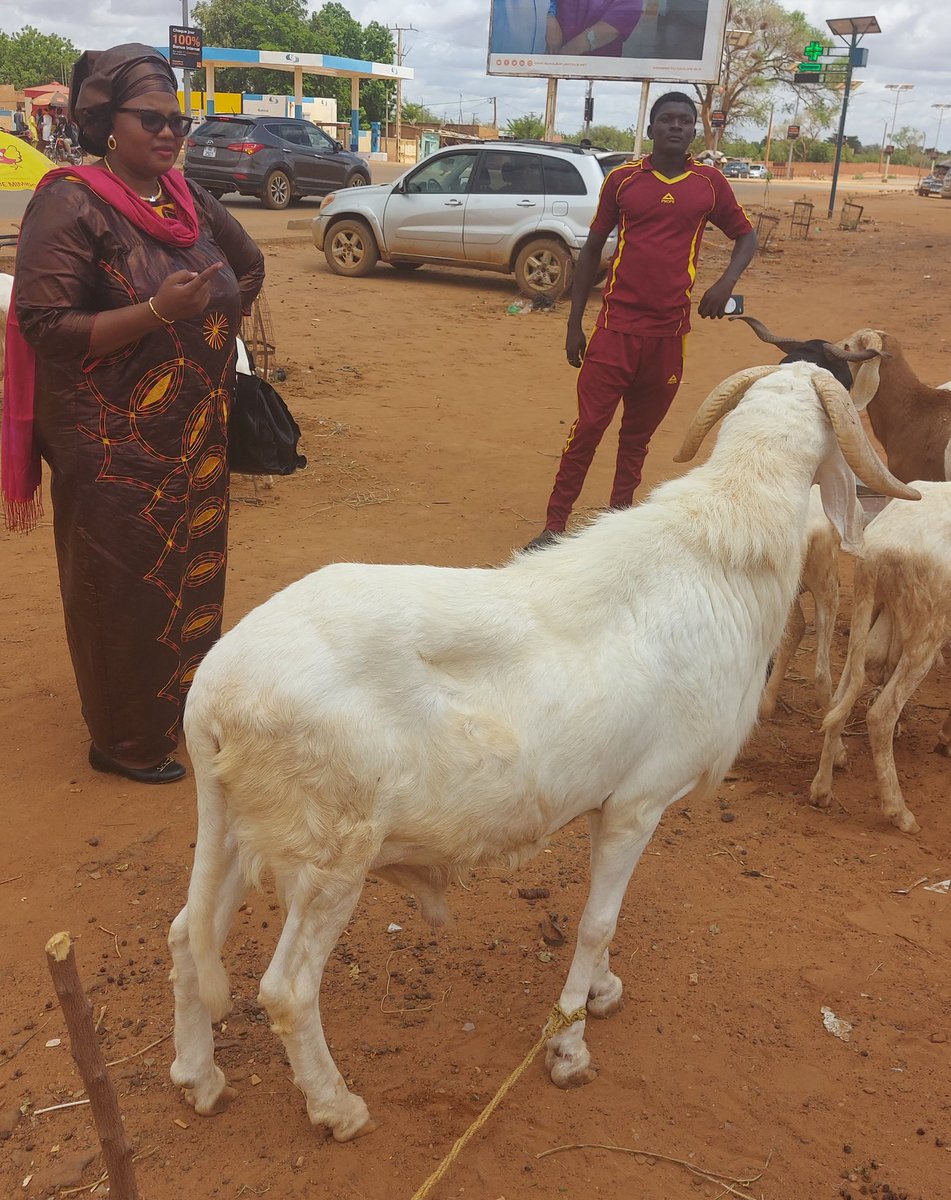 ellesfonc's tweet photo. #tabaski2020 honneur de vous présenter les moutons #ellesfonc proposés par le Groupement Soudji  Frontière de la Commune 4. 😄😄😄
Il y en a pour tous les prix !
Marché #EllesFonc 
Du 15 au 31 juillet 2020
ESPLANADE DU CEG25 DE NIAMEY 
10h à 20h https://t.co/cpEFHRFxOO