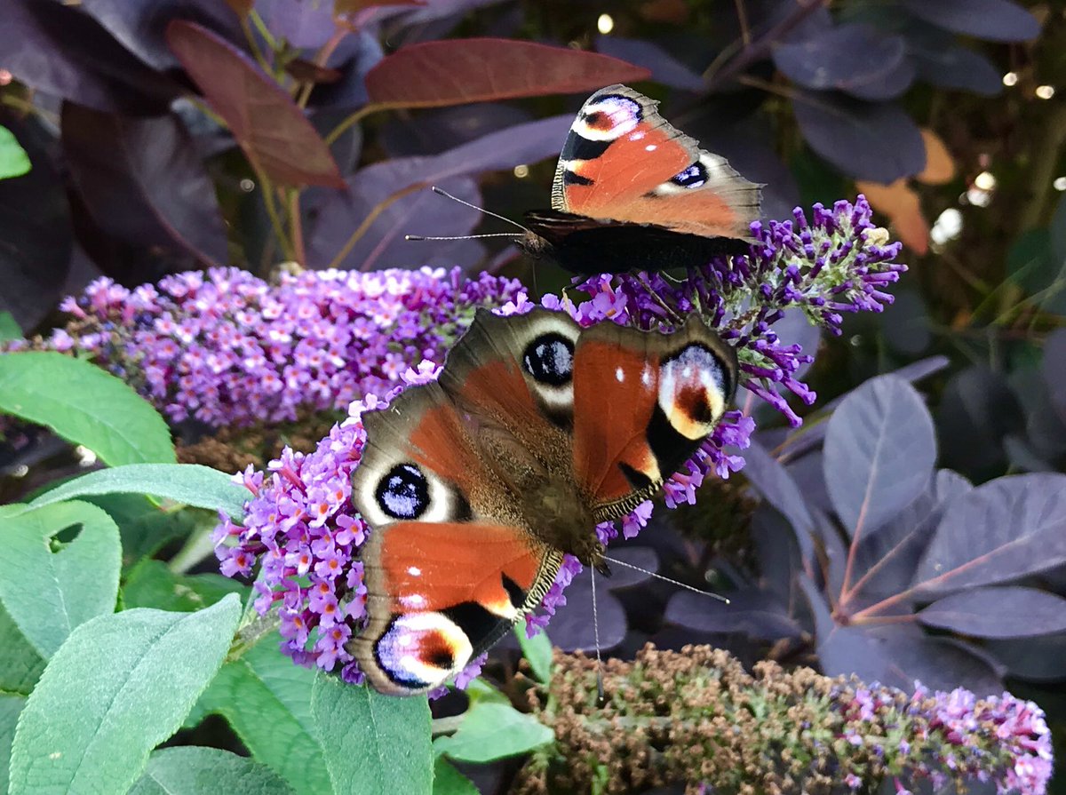 Be like a butterfly & take time to bring colour & joy to all you meet. @MeaningfulCareM @landermeads #dementia #care #LD #garden