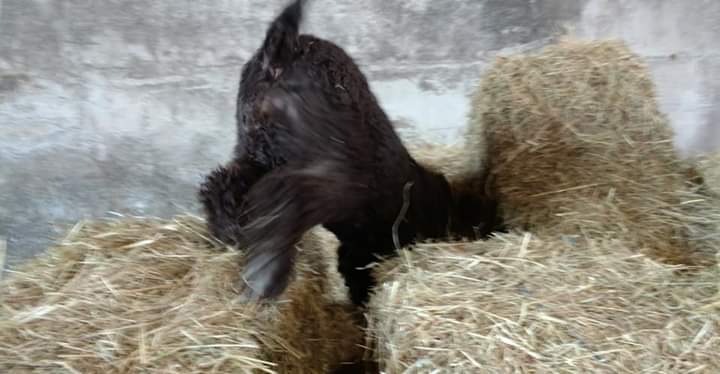 IWSAmerica's tweet photo. Shannon (CH Cat's Moonshine Sit Down U'r Rockin' the Boat CA, DJ, CGCA, RATM AD) This is how you Barn Hunt.
Loved by Marsha Moon
#IrishWaterSpaniel #IWSCA #DogsOfTwitter #Dogs #BarnHunt #CanineSports #AKC #HappyDog
@DogCelebration @LetDogsBeDogs @YourDog @DogsMonthly https://t.co/iy1NtkqdDp
