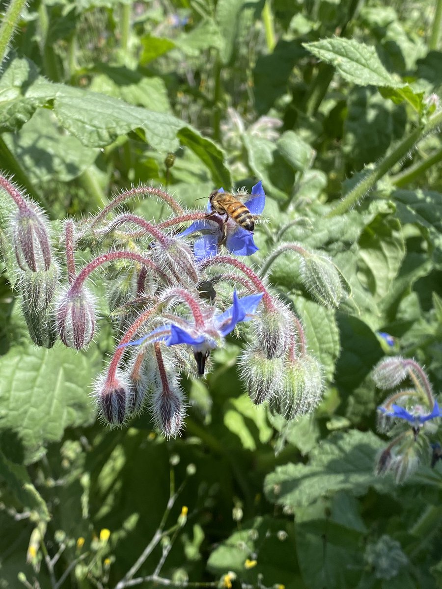 ExtroDIREKT's tweet photo. Und ich habe eine Fledermaus-/Bienenwiese angelegt und freu mich jeden Morgen und in der Dämmerung über den Betrieb hier... täglicher #magicmoment #ichzeit #freizeit #gartenfreude #nurEINtweet https://t.co/z3yzfdcSB7