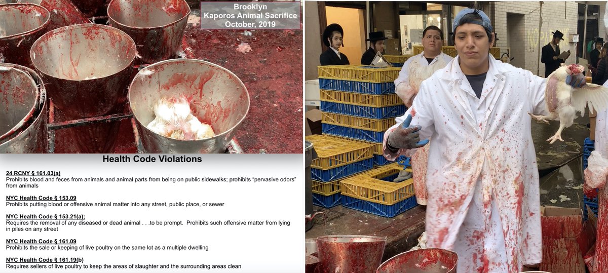 theirturn's tweet photo. In Sept, about 100,000 NYers, including kids/elderly, will swing live chickens in the air. No PPE. No social distancing. Birds are killed in pop-up slaughterhouses erected on public streets w/o permits. 7 health code violations. Zoonotic disease? H2N2 flu? @DrKhabbazCDC  - help! https://t.co/oZJbD2ELSZ