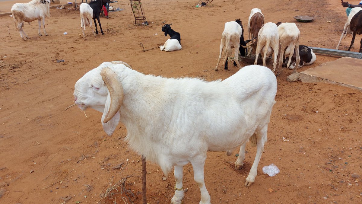 ellesfonc's tweet photo. #tabaski2020 honneur de vous présenter les moutons #ellesfonc proposés par le Groupement Soudji  Frontière de la Commune 4. 😄😄😄
Il y en a pour tous les prix !
Marché #EllesFonc 
Du 15 au 31 juillet 2020
ESPLANADE DU CEG25 DE NIAMEY 
10h à 20h https://t.co/cpEFHRFxOO