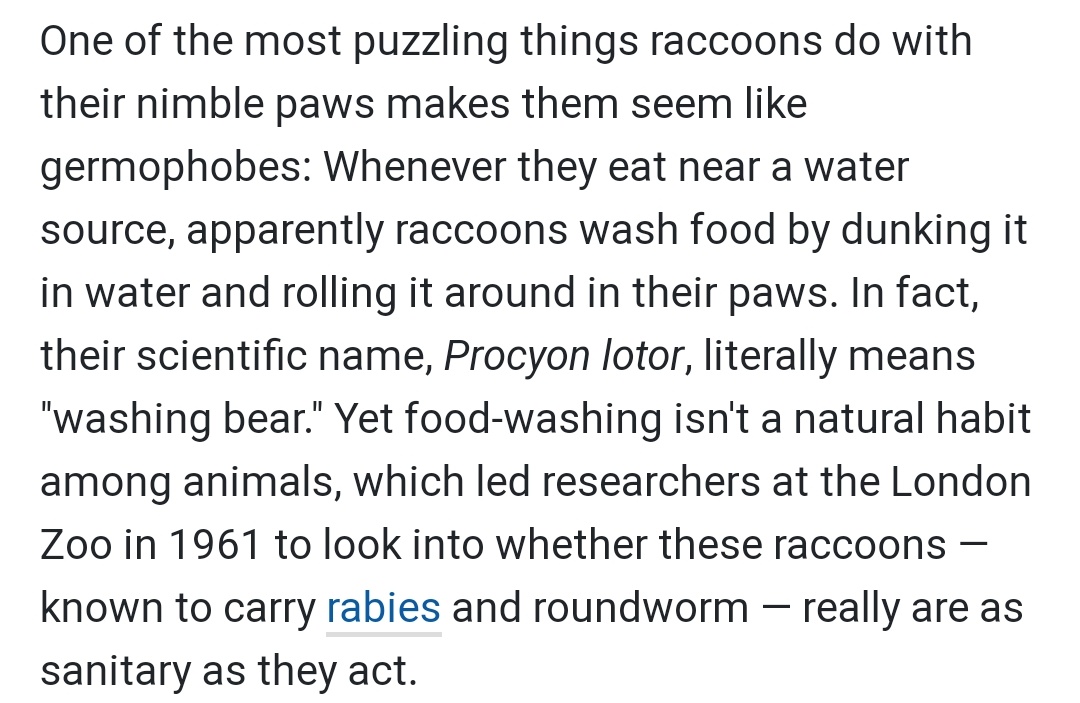 and i just learned that raccoons are called araiguma アライグマ (lit. 'washing bears') in japanese! it comes from observations that raccoons 'wash' their food in/with water!apparently their scientific name also translates to 'washing bear' 
