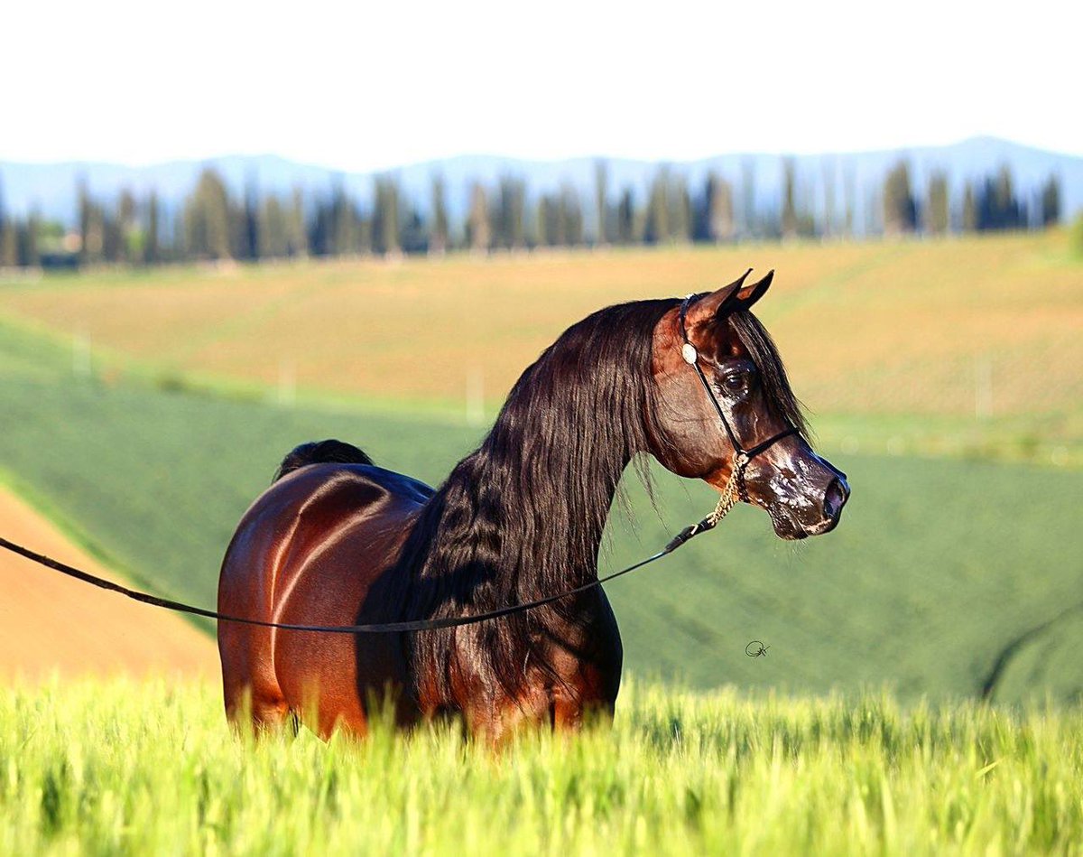Horses_111's tweet photo. يَارَب إِنِّي بِالْجَمَال مُوَلَّع
               مَاذَنْب قَلْب بِالْجَمَال تَوَلَّعَا https://t.co/XPWfz73ALc