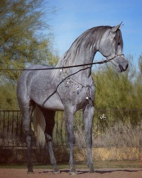Horses_111's tweet photo. يَارَب إِنِّي بِالْجَمَال مُوَلَّع
               مَاذَنْب قَلْب بِالْجَمَال تَوَلَّعَا https://t.co/XPWfz73ALc