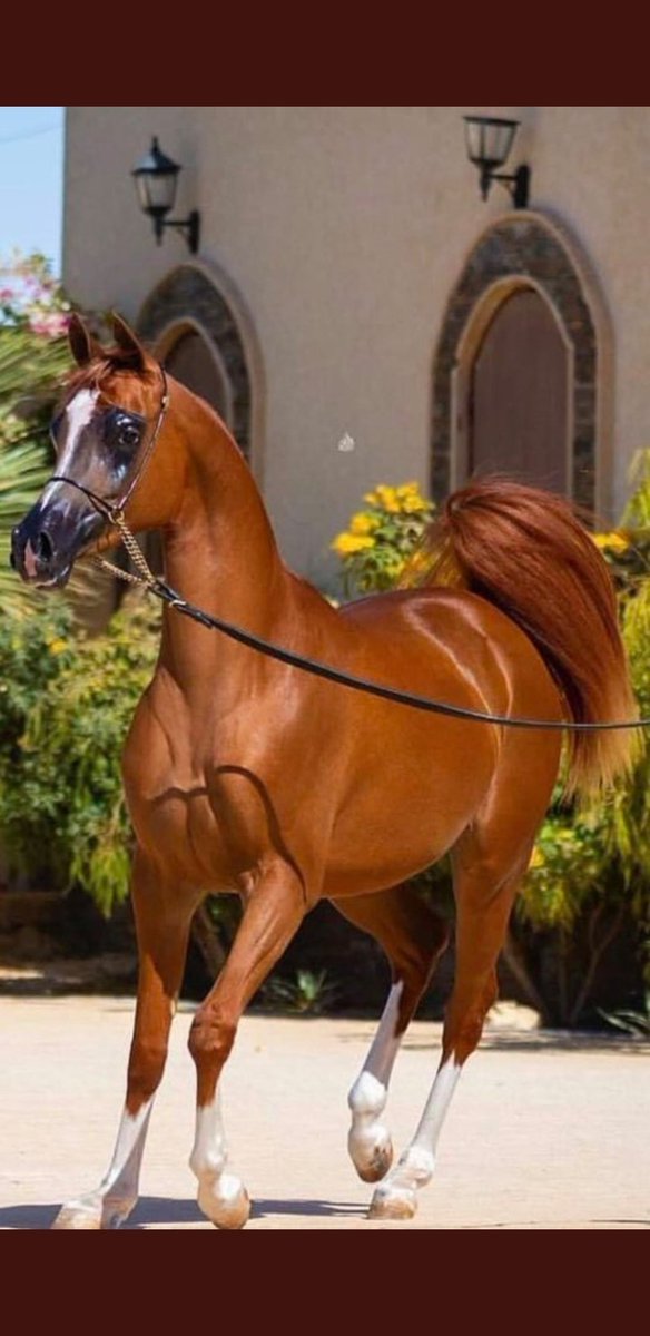 Horses_111's tweet photo. يَارَب إِنِّي بِالْجَمَال مُوَلَّع
               مَاذَنْب قَلْب بِالْجَمَال تَوَلَّعَا https://t.co/XPWfz73ALc