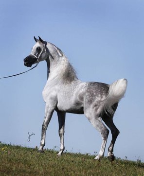 Horses_111's tweet photo. يَارَب إِنِّي بِالْجَمَال مُوَلَّع
               مَاذَنْب قَلْب بِالْجَمَال تَوَلَّعَا https://t.co/XPWfz73ALc