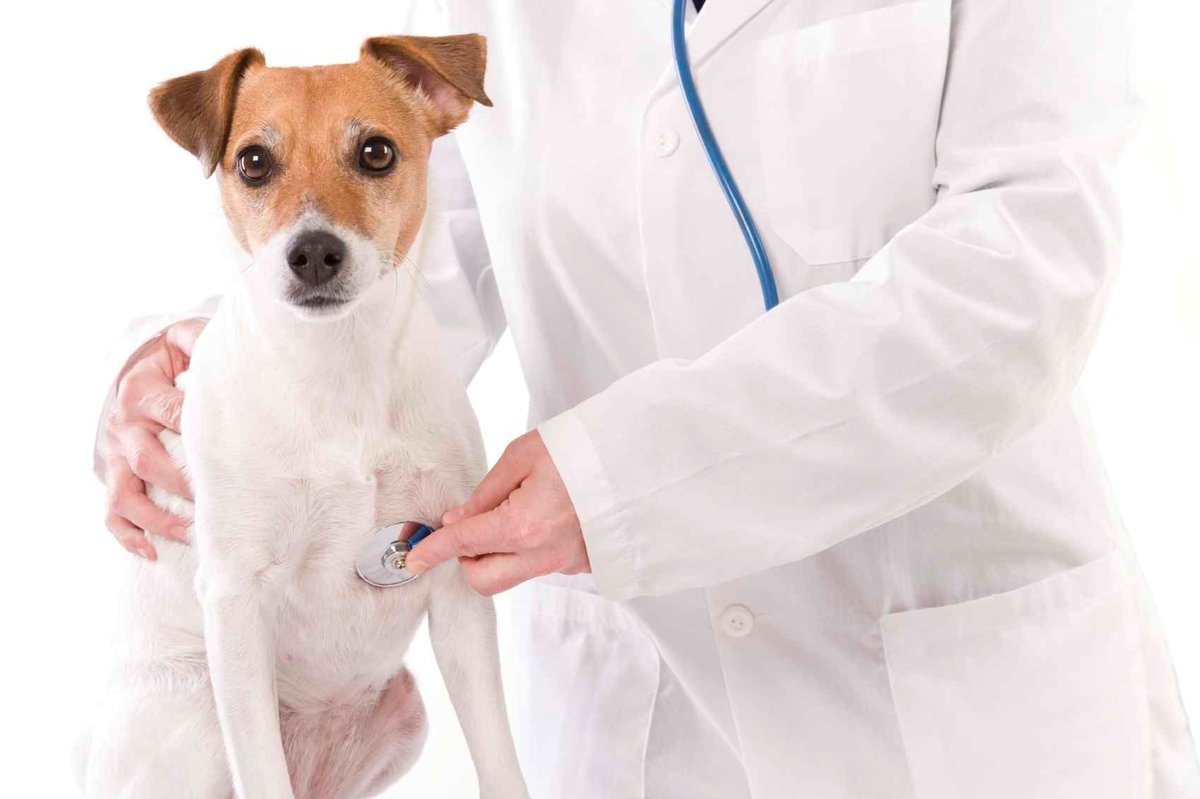caesgatos's tweet photo. Simpósio de gastroenterologia veterinária será on-line. Evento será realizado de modo on-line, com apoio da Hercosul 📱 https://t.co/5sKeRvIdaQ #cãesegatos #evento #clínica #gastroenterologia #online #medicinaveterinária #veterinários #simpósio #Hercosul https://t.co/cONbUWgmcu