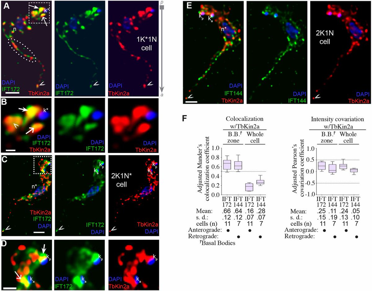 J Cell Science Work From Matthew Welch S Lab Ucberkeley Shows That Trypanosomes Have Divergent Kinesin 2 Proteins With Differential Roles In Flagellum Biosynthesis And Cell Viability T Co Uzgr2fh1ll T Co Umrczmatg2