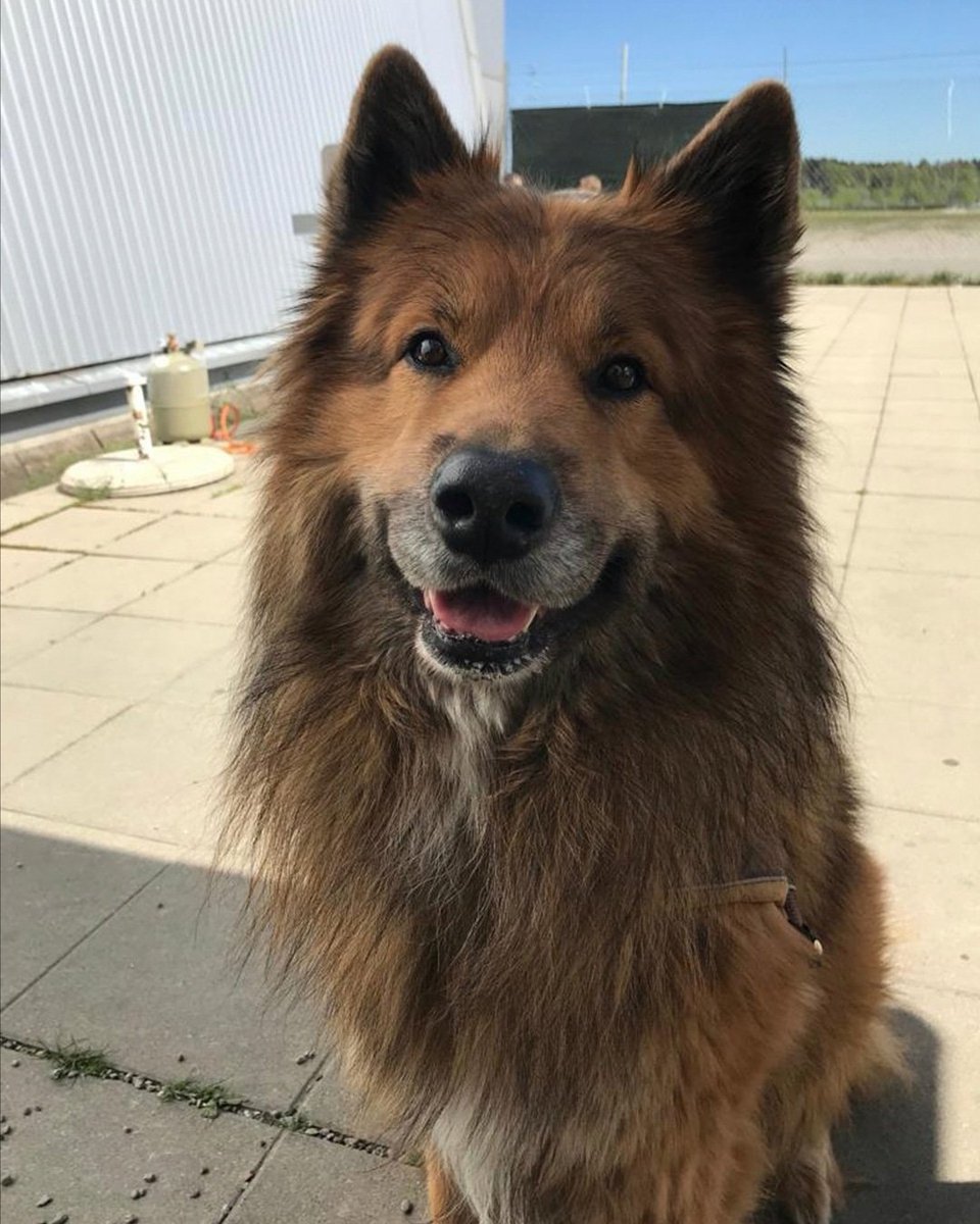 TonyZYA's tweet photo. Hello there π¦
.
.
.
.
.
.
.
.
.
#dogoftheday #doglover #dogsofinstagram #love #instagood #twitch #dogstagram #dog #β€οΈ #cute #kuddle https://t.co/mFufeL3wJp