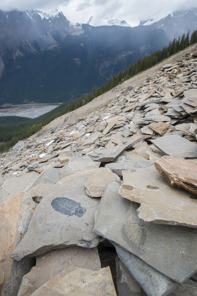 KootenayNP's tweet photo. ICYMI
Meet the weird, wonderful and well-preserved creatures of the Burgess Shale and learn how these creatures of the sea ended up on top of mountains in British Columbia! #ParksHomeAdventure

https://t.co/QXHhtgu1hg https://t.co/Yds6v1mc0I