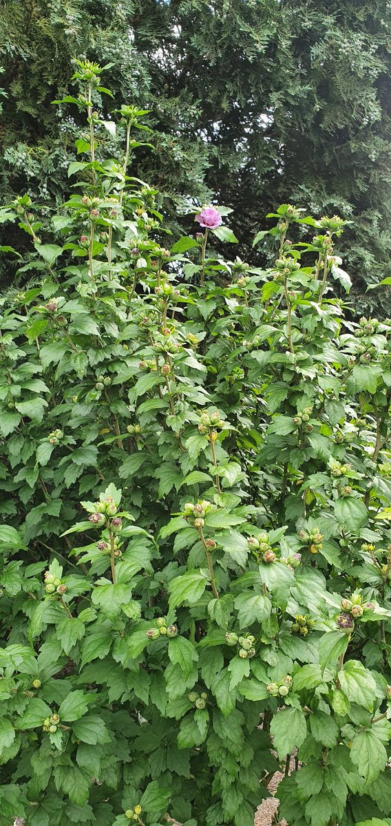 Wie weet hoe deze struik heet? met paarse bloemen. Lijkt roze, maar is in het echt echt paars 💜 #dtv #tuinhuisje