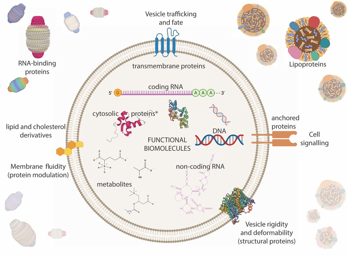 Our Review on “Characterizing Extracellular Vesicles and Their Diverse RNA Contents” is published! Great work Eren Veziroglu! 
•EV History •Biogenesis
•Experimental approaches
•RNA content 
doi.org/10.3389/fgene.… <a href="/FrontGenetics/">Frontiers - Genetics</a> 
<a href="/gmiaslab/">George Mias' Lab</a> <a href="/MSUIQ/">IQ</a> #EV #exosomes