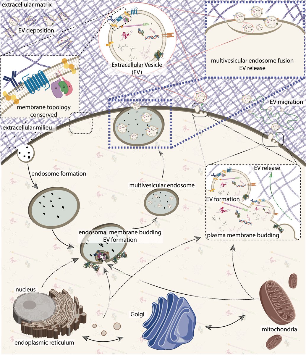 georgemias's tweet photo. Our Review on “Characterizing Extracellular Vesicles and Their Diverse RNA Contents” is published! Great work Eren Veziroglu! 
•EV History •Biogenesis
•Experimental approaches
•RNA content 
https://t.co/oCNcLjHMY2 @FrontGenetics 
@gmiaslab @MSUIQ #EV #exosomes https://t.co/LhHdpUgsmE