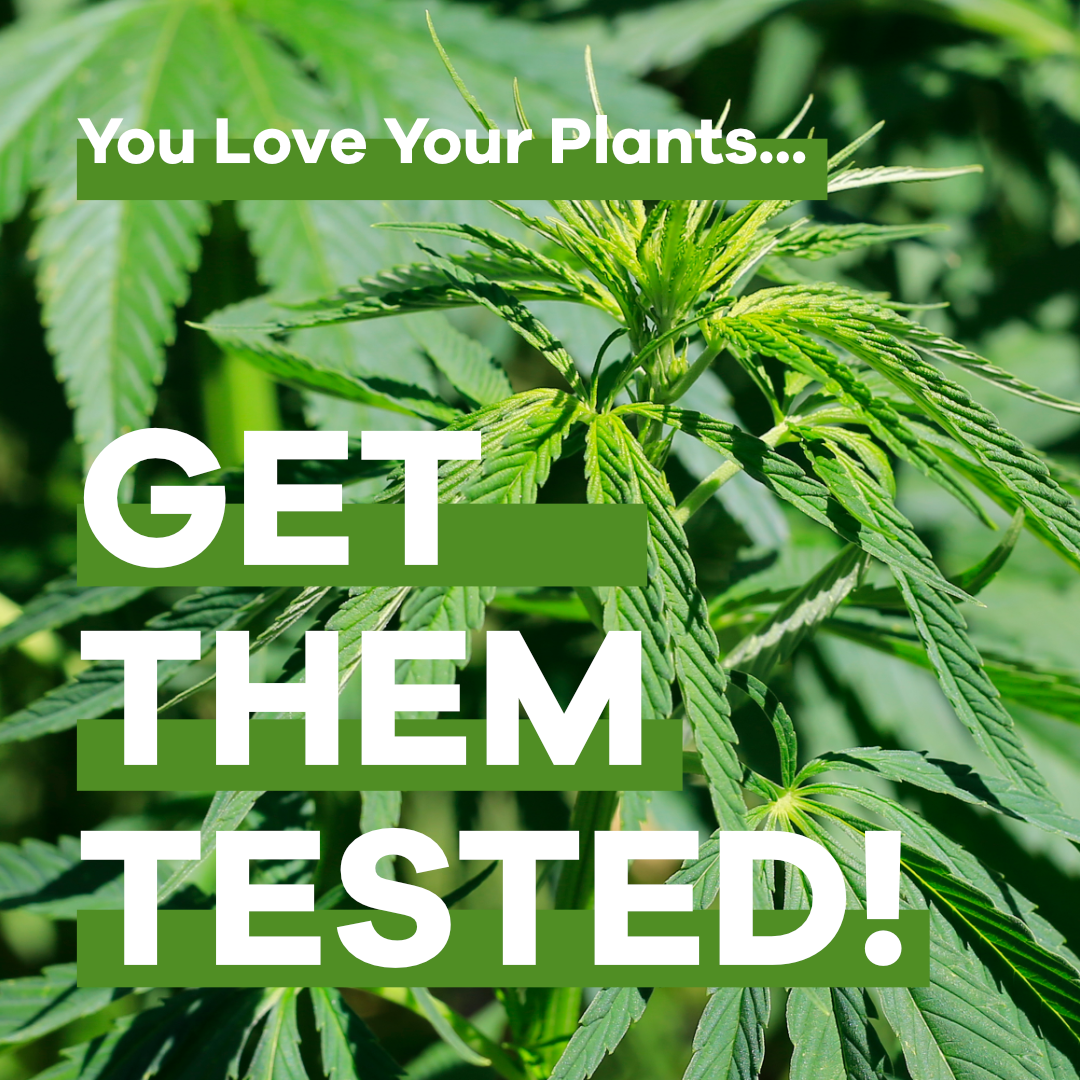 DeltaLeafLabs's tweet photo. Don't forget to check out our current promotional deal: free kits when you purchase testing in advance! Hope you all have a wonderful weekend 😄🌳
#happyfriday #tgif #deltaleaf #knowconservegrow #plantDNAtesting #modernagriculture #cannabislab #hempfarmers #marijuanabreeders https://t.co/tzFygiTVWg