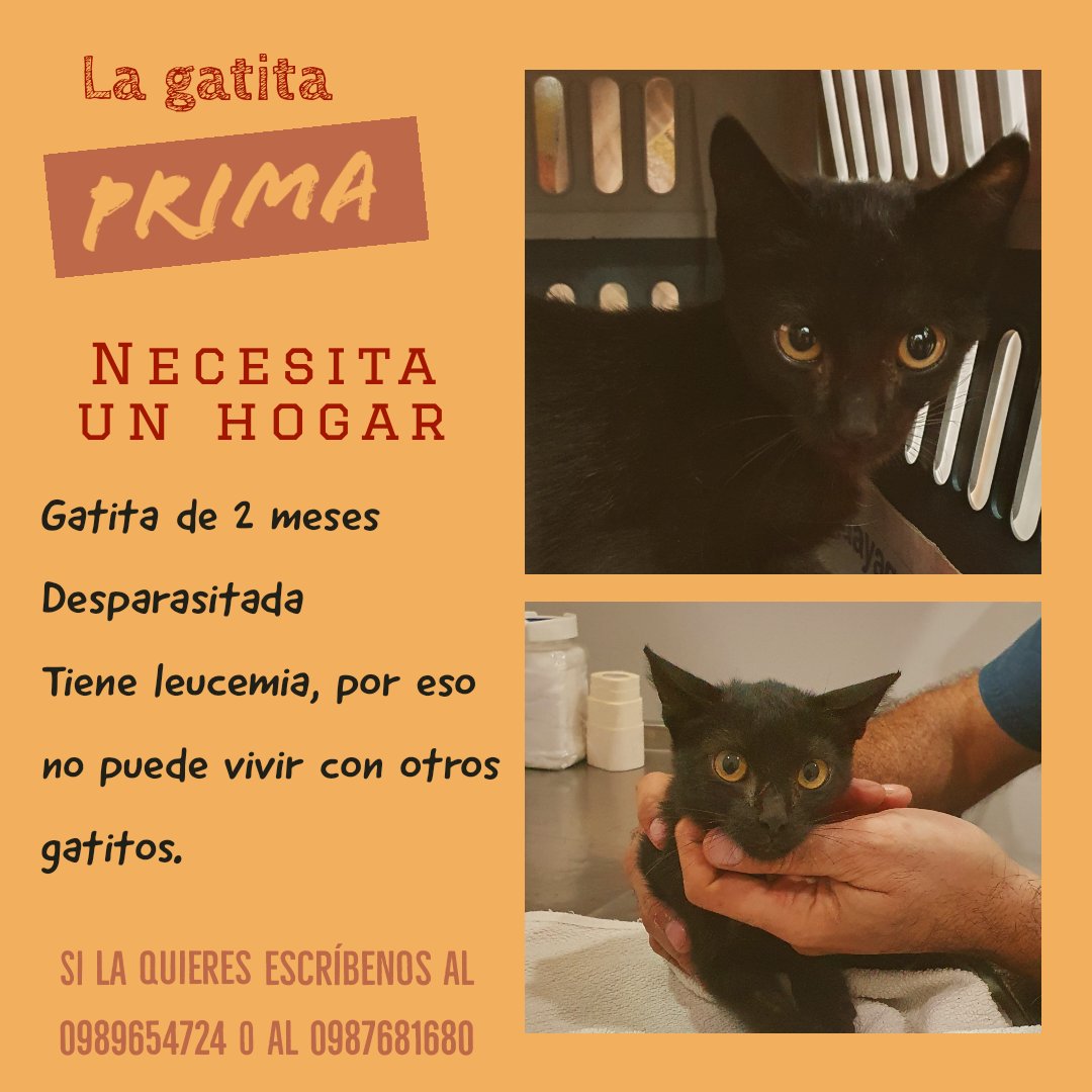 lagabysilva's tweet photo. Rescatamos a esta gatita, pero no podemos tenerla porque tenemos 3 gatos más. Los gatitos con leucemia pueden tener una buena vida, solo se les debe dar una buena alimentación. Por favor compartan. https://t.co/CLwPGWifbZ