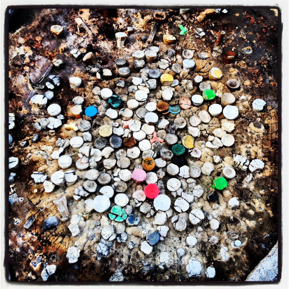 Like these golf tees in a tree, diversity is a unique and distinct story of how we play our daily challenges and celebrate our differences. Be YOU! @Urs1ATT #diversitymatters #ITakesTU <a href="/MissPriss2722/">Cherry</a> (pic mine)